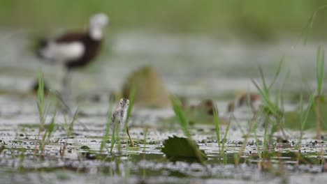 Polluelos-De-Jacana-De-Cola-De-Faisán-Alimentándose-En-Un-Día-Lluvioso-En-Hojas-Flotantes