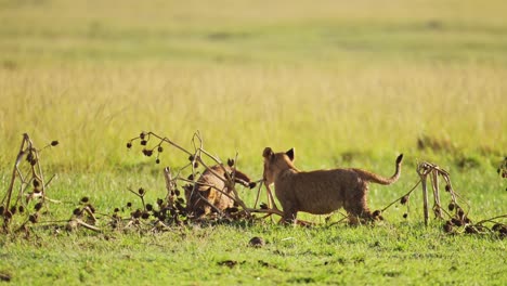 Cute-African-Wildlife-of-baby-lion-cubs-running-and-playing-in-Maasai-Mara-National-Reserve,-Kenya,-Africa-Safari-Animals-in-Masai-Mara-North-Conservancy