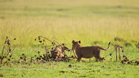cute african wildlife of baby lion cubs running and playing in maasai mara national reserve, kenya, africa safari animals in masai mara north conservancy
