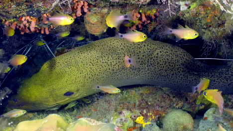 Moray-eel-underwater-with-Cardinalfish-and-Painted-Spiny-Lobsters