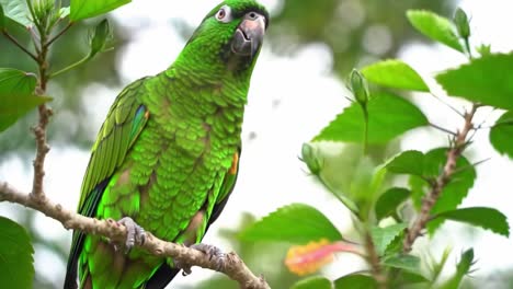 vibrant green parrot perched among lush green leaves, showcasing its stunning plumage and alert expression in a natural outdoor setting
