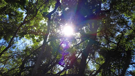 sun shining through tree canopy in the forest in cape town, south africa