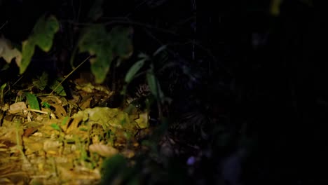 seen deep in the dark hunting for food as it is eating deep in the forest, leopard cat, prionailurus bengalensis, thailand