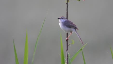 Gemeiner-Schneidervogel-Im-Busch-Uhd-Mp4-4k-Video