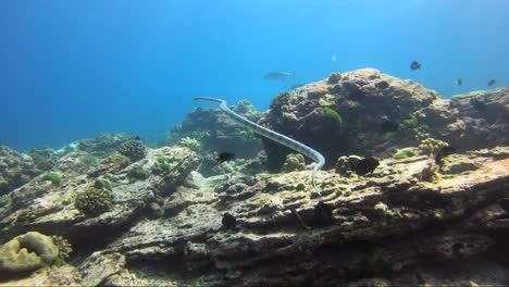 la serpiente marina nada sobre el arrecife de coral tropical con los rayos del sol entrando