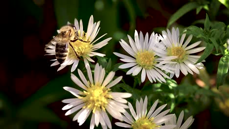 Biene-Auf-Blumen,-Die-Pollen-Sammeln-Makro-Nahaufnahme-2