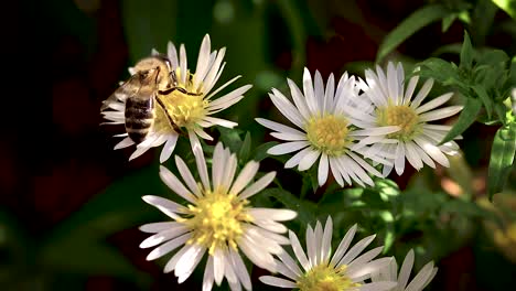 bee on flowers collecting pollen macro closeup-2