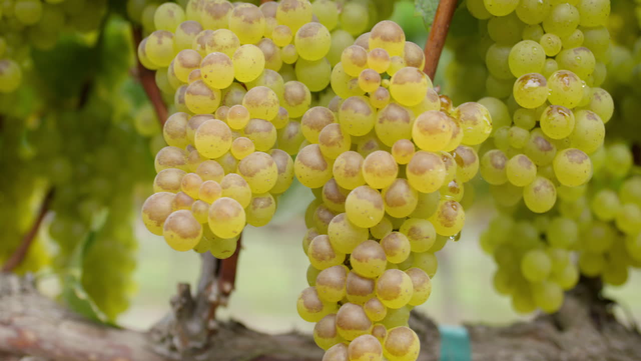 Ripe grapes on the vine
