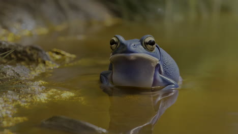 blue frog in water