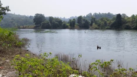 Schöne-Natur-Von-Vashal-Khadi,-Rajpipla,-Gujarat