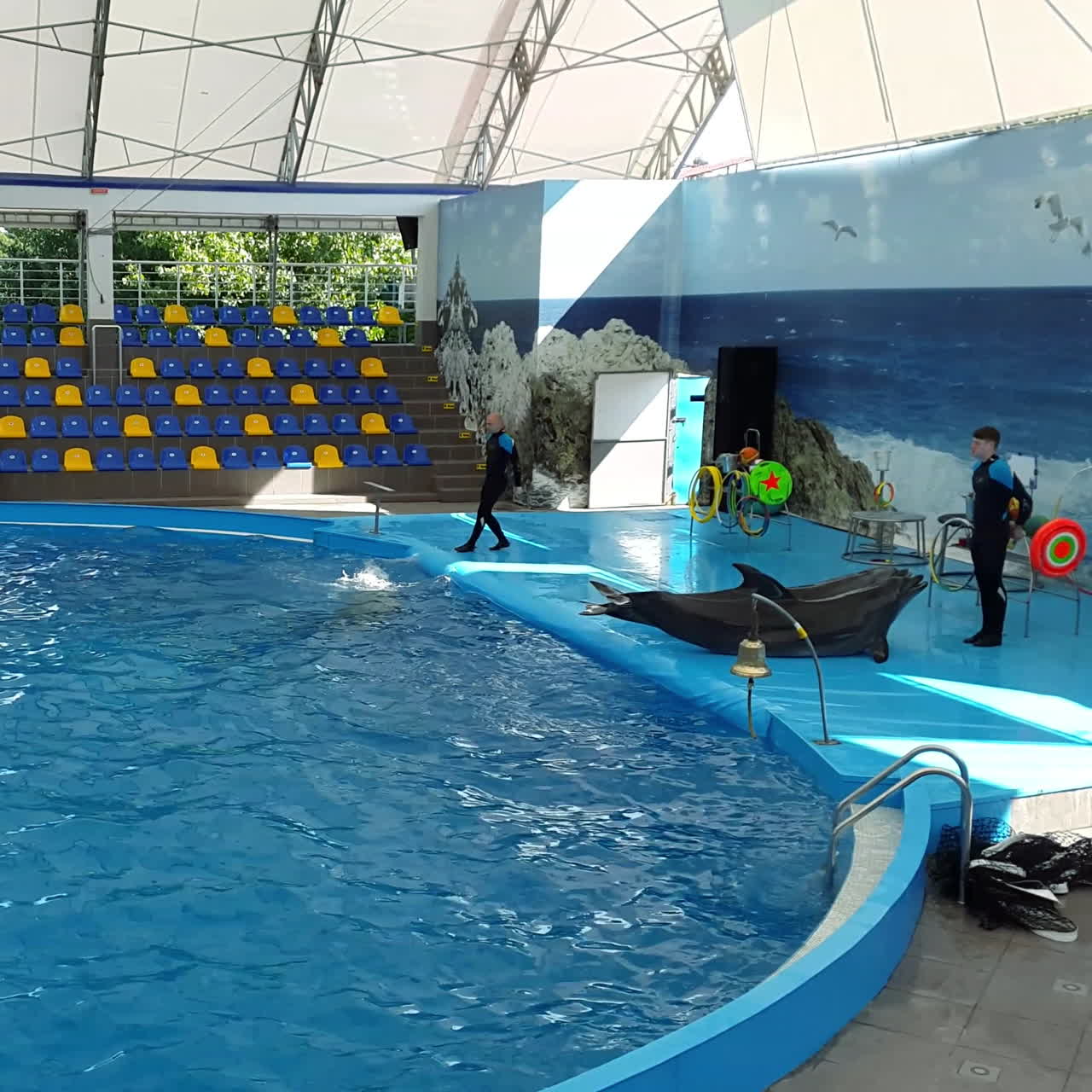 Odessa, Ukraine - August 2017: Cute dolphins during a speech at the dolphinarium. Show of dolphins.
