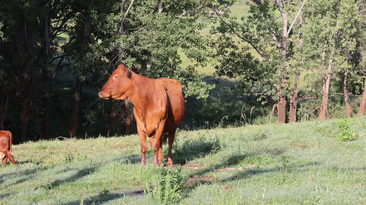 vaca marrón y ternero en un claro bosque sereno