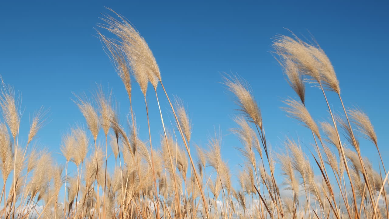 여름날 해안가를 따라 부드럽게 불어오는 풀