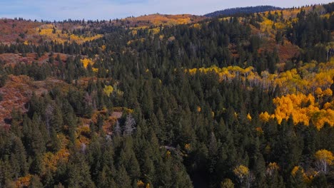 Drone-pans-up-revealing-forest