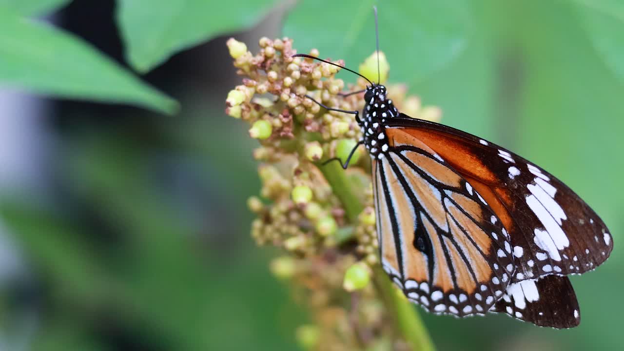 mariposa descansando en las hojas en un parque