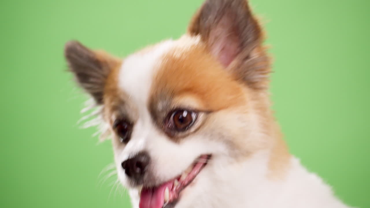 retrato del lindo cachorro esponjoso de pomeranian spitz-3