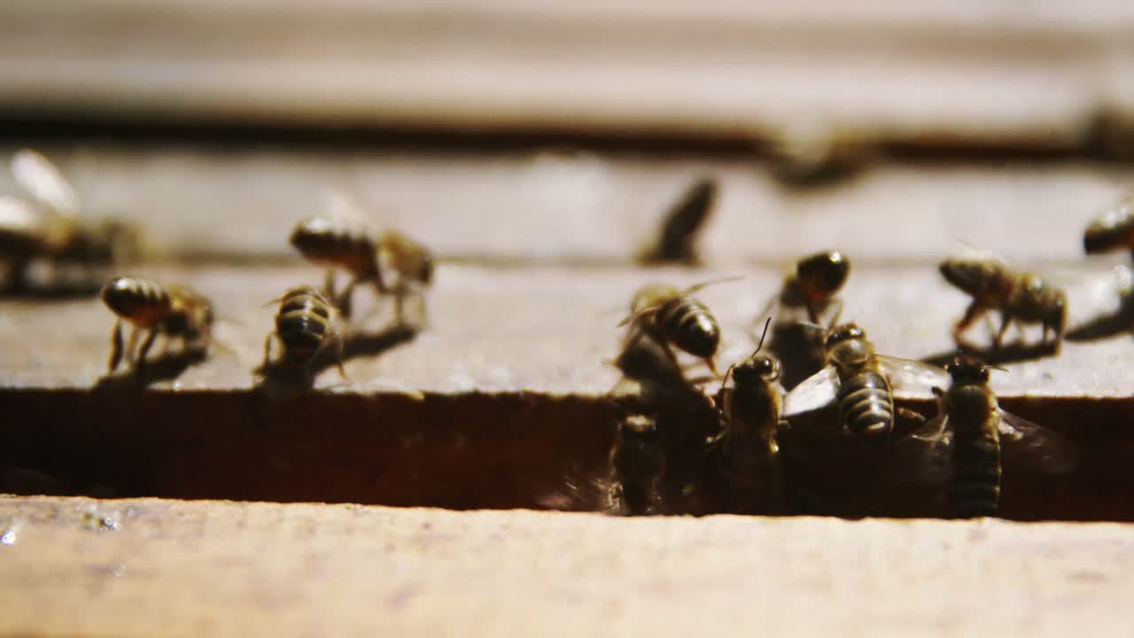 ⁇ 벌이  ⁇ 벌 상자 에 먹이 를 먹는 클로즈업