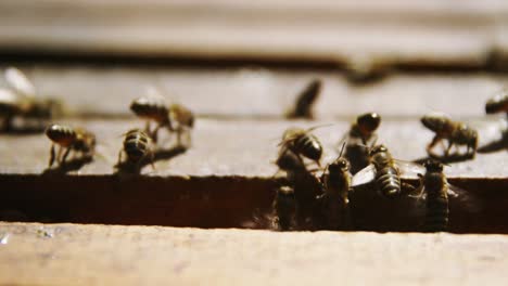 close-up of honey bees feeding on honeycomb box