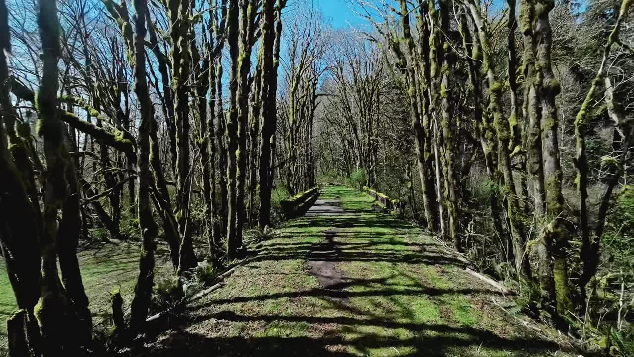 苔むした小道に沿って高い木々が並び、石橋へと続く。ドローン前方撮影。