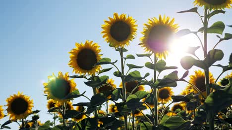 walking thru a sunflower field on a sunset