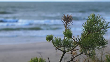 idyllic view of empty baltic sea coastline, green small pine tree in foreground, steep seashore dunes damaged by waves, white sand beach, coastal erosion, climate changes, closeup