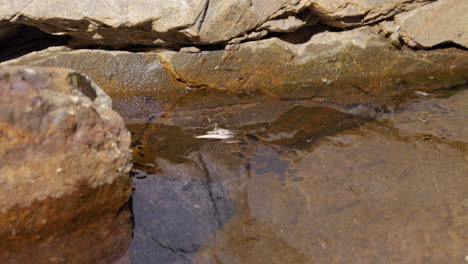 caminantes de agua deslizándose en la superficie de un estanque rodeado de rocas