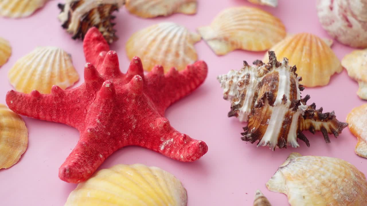 Starfish and Seashells on Pink Background