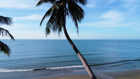 Majestic-palm-tree-leaning-to-ocean-on-sandy-beach-of-Vietnam,-aerial-ascend-shot