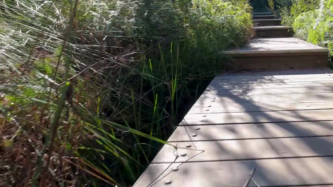 Prospettiva in prima persona: camminata lungo una passerella di legno attraverso una fitta boscaglia a Wentworth Falls, Australia