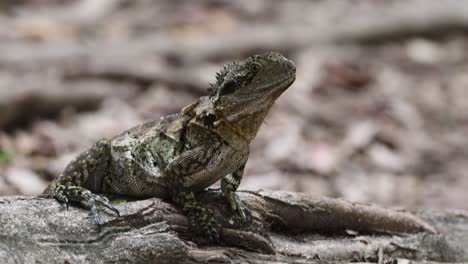 iguana posada en un tronco, explorando el suelo del bosque