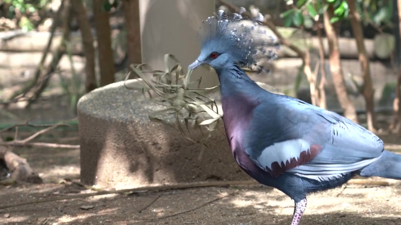 Merpati Mahkota Victoria; Close Up 4K