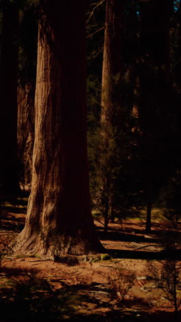 a view of a forest in the sunlight