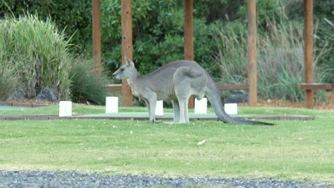 Pastoreo-De-Canguros-Australianos-En-Un-Parque-Del-Municipio