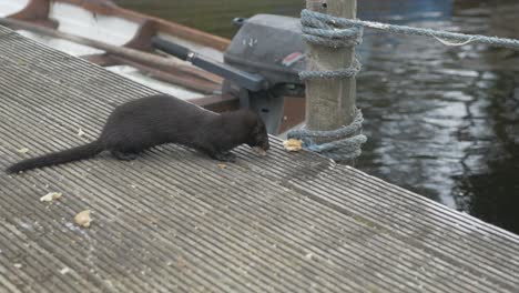 wild mink eats bread on jetty slow motion shot