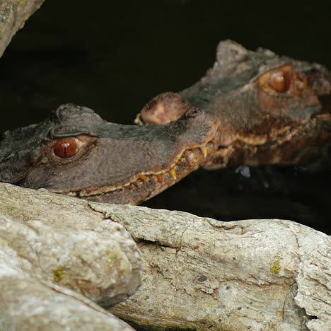 dos jóvenes caimanes enanos cuviers sentados en el agua 1