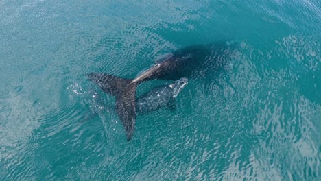 Baby-Whale-comming-up-to-breath-from-below-mother´s-tail---Aerial-view