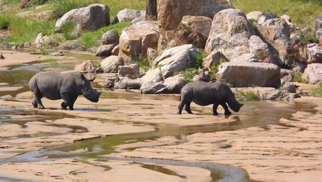 two white rhinoceros with calf in natural habitat