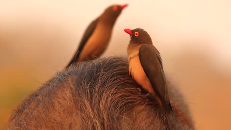 Red-billed-Oxpecker-joins-another-on-hairy-back-of-African-warthog