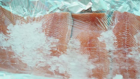 fresh salmon fillets with ice