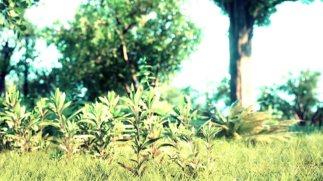 césped verde con gran patio al sol de la mañana