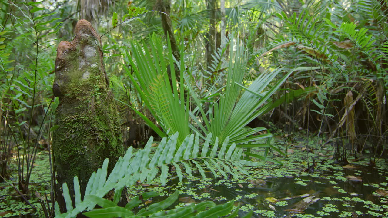 Florida Everglades_Slide past Cypress Knees in swamp.