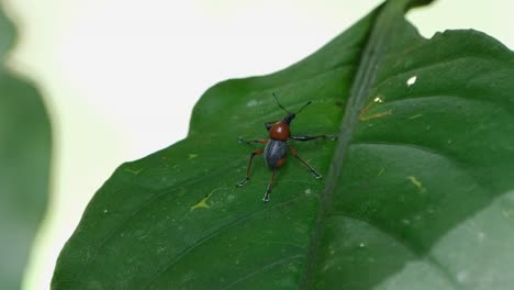 Clinging-on-a-partly-torn-leaf,-is-a-weevil-Metapocyrtus-ruficollis,-an-insect-endemic-to-Mindanao,-in-the-southern-part-of-the-Philippines