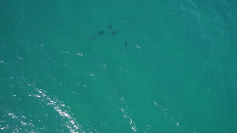 grupo de delfines nariz de botella nadando bajo el mar cerca de double island point en rainbow beach, queensland, australia