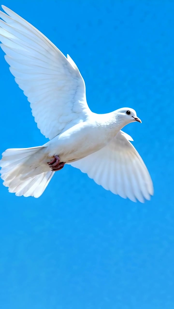 縦型動画：白い鳩が羽ばたき始め、澄み切った青空の中を滑空しながら進路を変える。