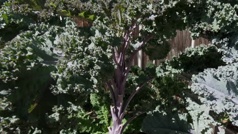 Cultivo-De-Plantas-Vegetales-De-Col-Rizada-En-Un-Jardín