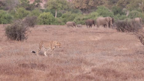 un guepardo caminando hacia su lugar de descanso cerca de una manada de elefantes relajados en la reserva de caza de mashatu, botswana