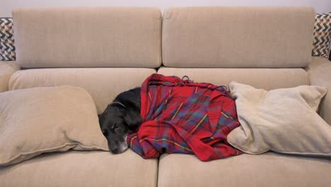 old labrador dog wrapped in a red blanket while sleeping in a couch