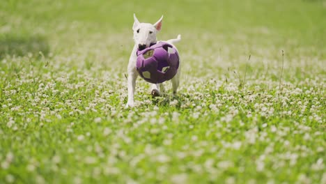 Weißer-Bullterrierwelpe,-Der-Auf-Dem-Grünen-Gras-Läuft-Und-Einen-Großen-Gummiball-Im-Mund-Hält