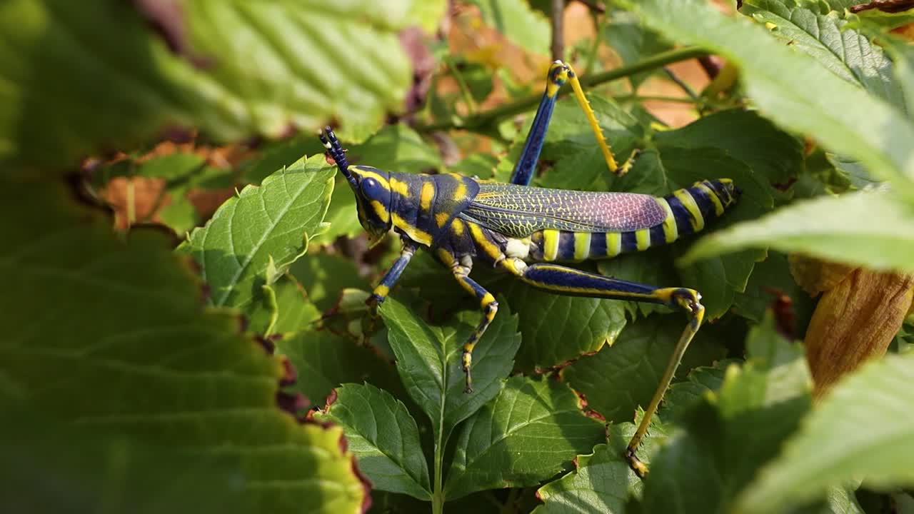 Premium stock video - Aularches miliaris is a monotypic grasshopper ...