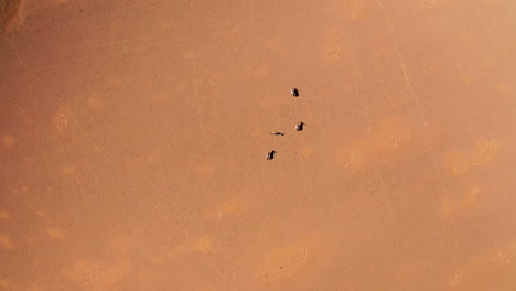 aerial view of animals in a dry landscape